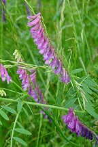 Vicia villosa ssp. varia thumbnail