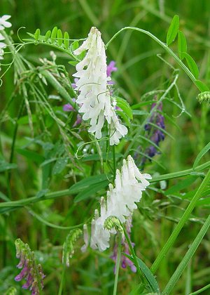 Vicia_villosa_ssp_varia_white_flowers.jpg