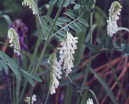 Vicia_villosa_ssp_villosa_albiflora.jpg