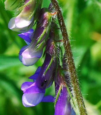 Vicia_villosa_ssp_villosa_flowers.jpg