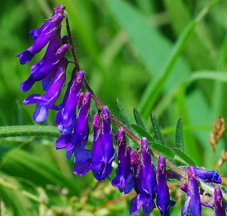 Vicia_villosa_ssp_villosa_inflorescence.jpg