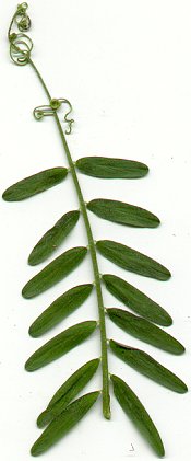 Vicia_villosa_ssp_villosa_leaf.jpg