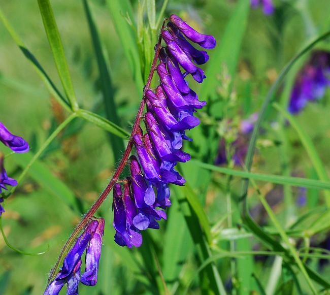 Vicia_villosa_ssp_villosa_plant.jpg