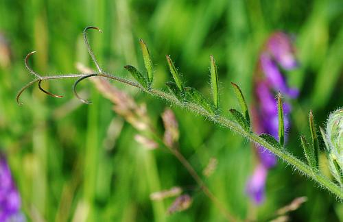 Vicia_villosa_ssp_villosa_tendrils.jpg