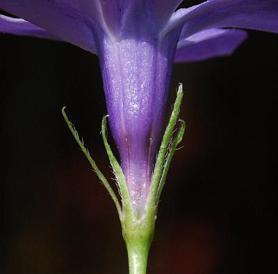 Vinca_major_calyx.jpg