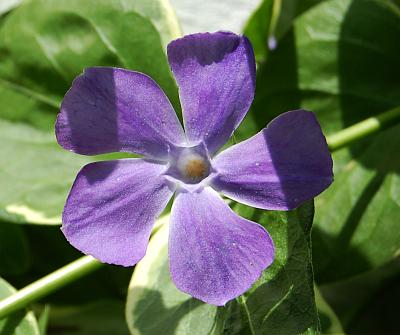 Vinca_major_corolla.jpg