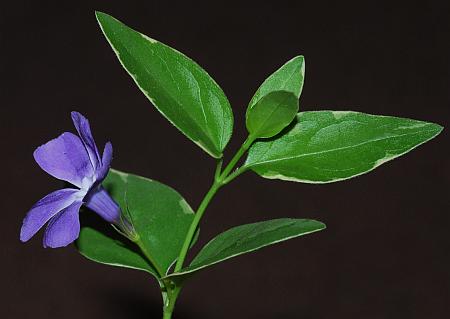 Vinca_major_inflorescence.jpg