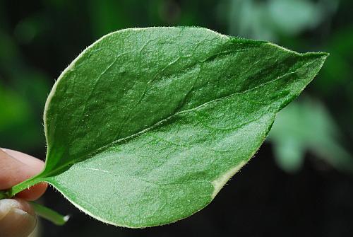 Vinca_major_leaf1.jpg