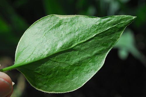 Vinca_major_leaf2.jpg