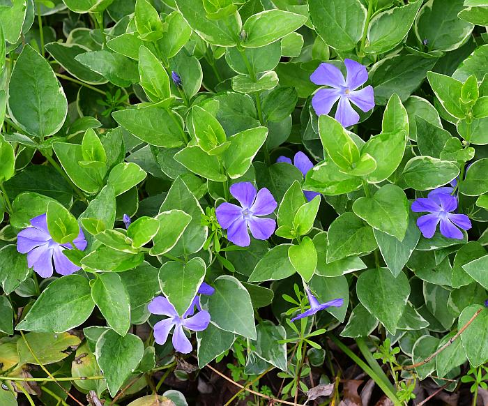 Vinca_major_plant.jpg