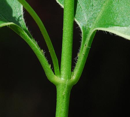 Vinca_major_stem.jpg