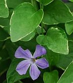 Vinca major thumbnail