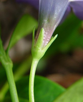 Vinca_minor_calyx.jpg