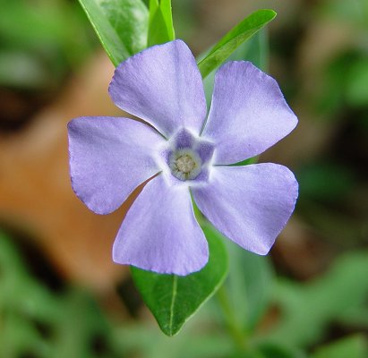 Vinca_minor_flower.jpg