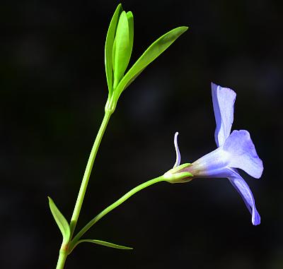 Vinca_minor_inflorescence.jpg