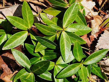 Vinca_minor_leaves.jpg