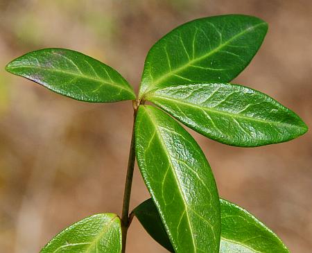 Vinca_minor_leaves1.jpg