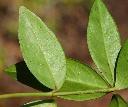 Vinca_minor_leaves2.jpg