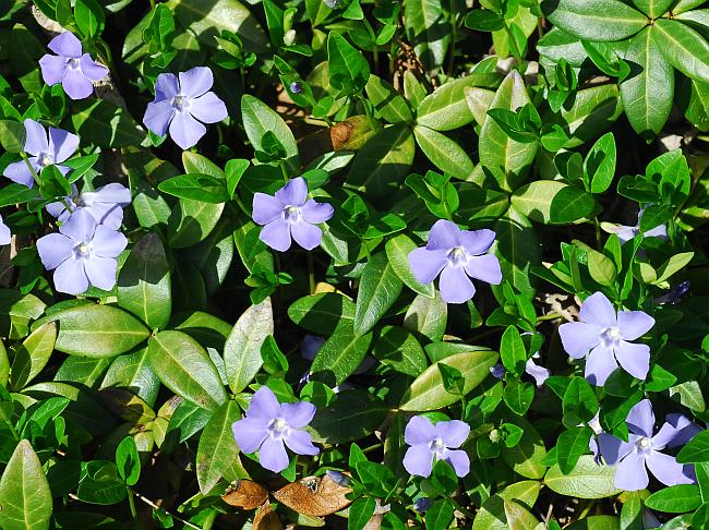 Vinca_minor_plant.jpg