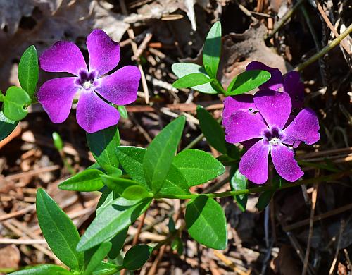 Vinca_minor_purple.jpg