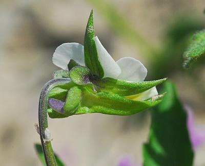 Viola_arvensis_calyx2.jpg