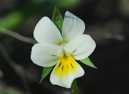 Viola_arvensis_corolla.jpg