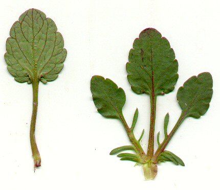 Viola_arvensis_leaves.jpg