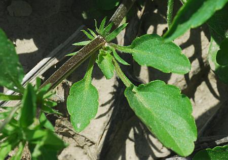 Viola_arvensis_leaves2.jpg