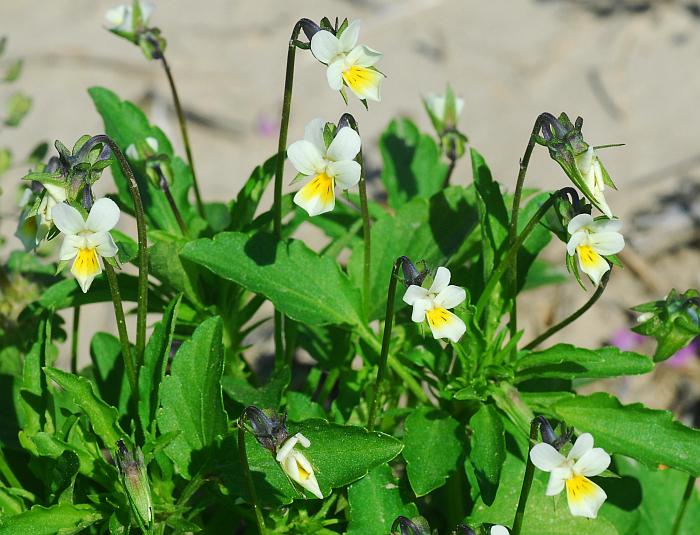 Viola_arvensis_plant2.jpg