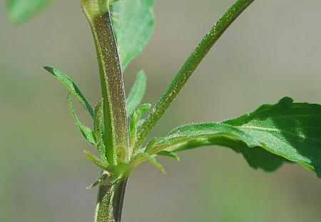 Viola_arvensis_stipules.jpg