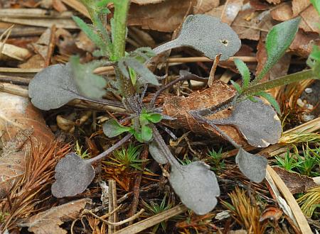 Viola_bicolor_basals.jpg