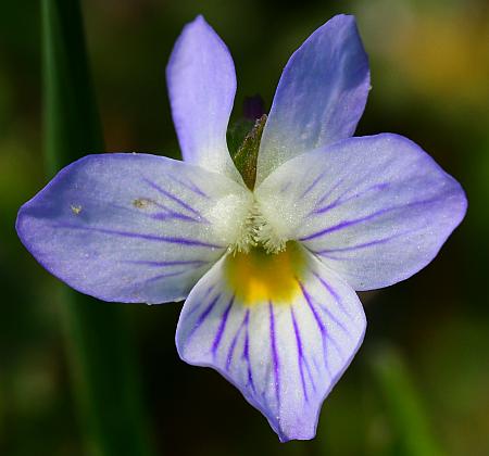 Viola_bicolor_corolla.jpg