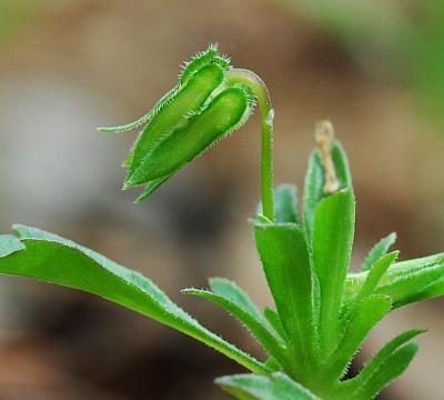 Viola_bicolor_fruit.jpg