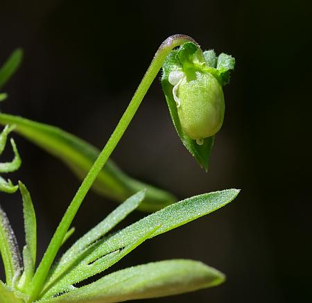 Viola_bicolor_fruit4.jpg