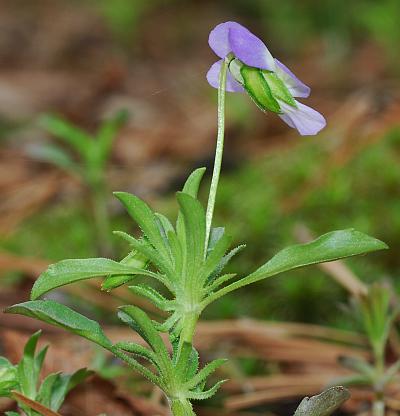 Viola_bicolor_inflorescence.jpg