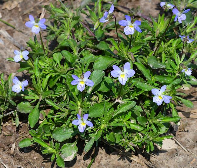 Viola_bicolor_plant.jpg