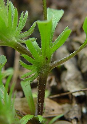 Viola_bicolor_stipule.jpg