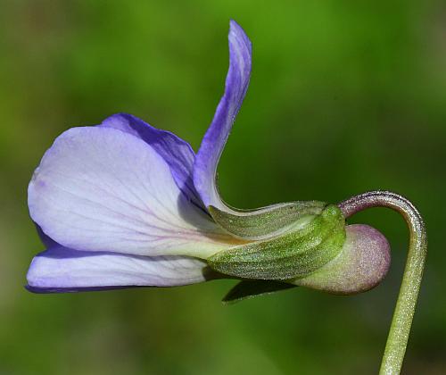 Viola_missouriensis_calyx.jpg