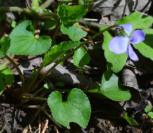 Viola_missouriensis_inflorescence.jpg