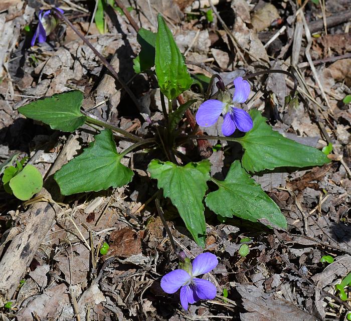 Viola_missouriensis_plant.jpg