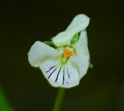 Viola_pallens_corolla.jpg