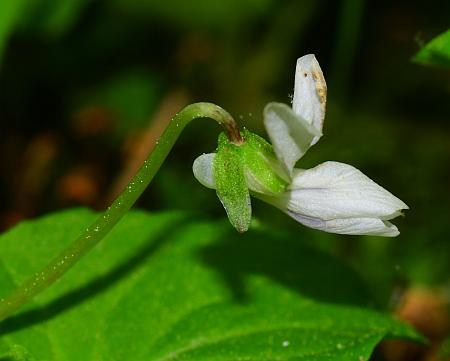 Viola_pallens_flower1.jpg