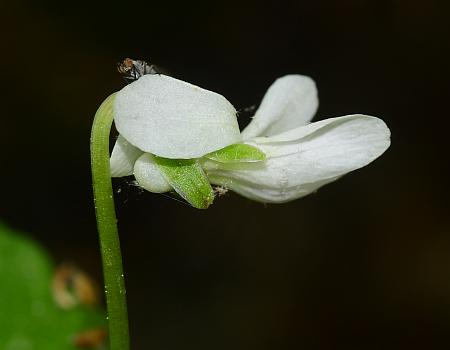 Viola_pallens_flower2.jpg