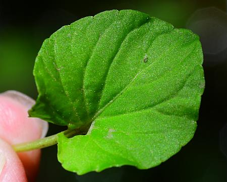 Viola_pallens_leaf1.jpg