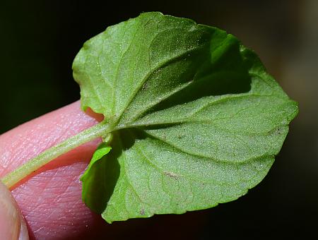 Viola_pallens_leaf2.jpg