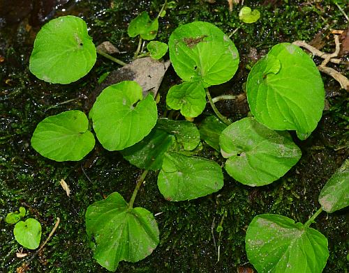 Viola_pallens_leaves.jpg