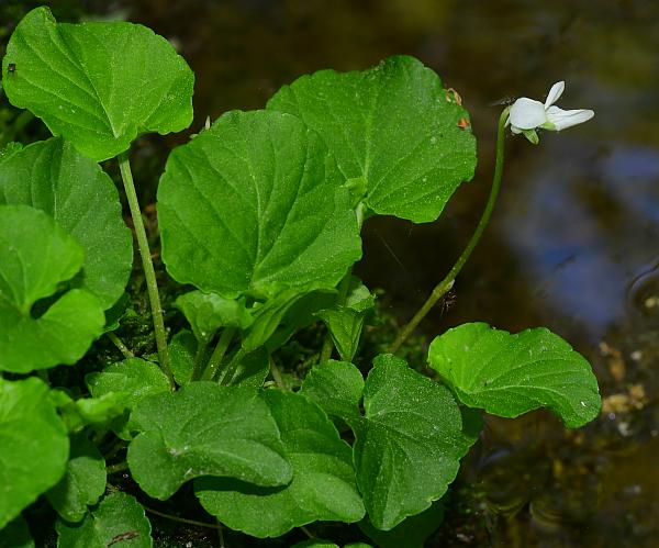 Viola_pallens_plant.jpg