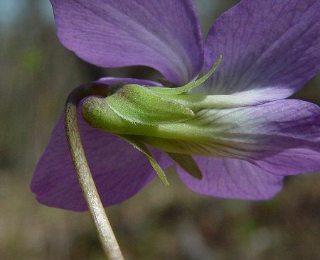 Viola_palmata_calyx.jpg