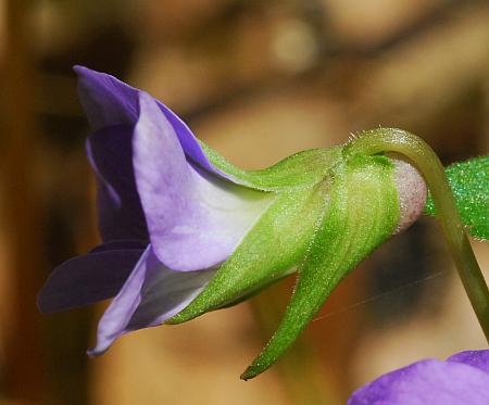 Viola_palmata_calyx1.jpg