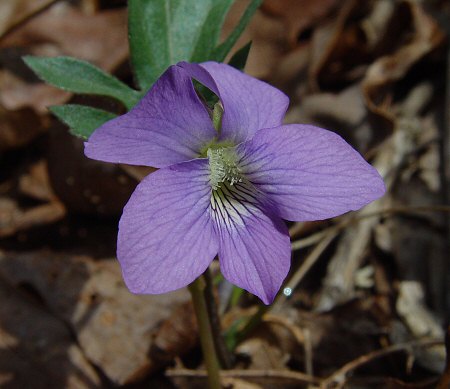 Viola_palmata_flower.jpg